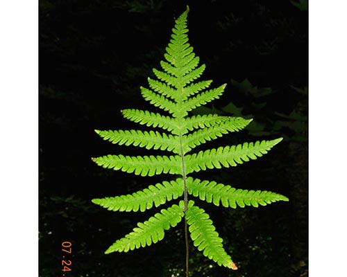 Northern beech fern